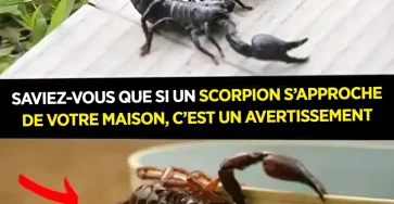 Saviez vous que si un scorpion se presente chez vous cest pour vous avertir.jpg