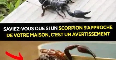 Saviez vous que si un scorpion se presente chez vous cest pour vous avertir.jpg