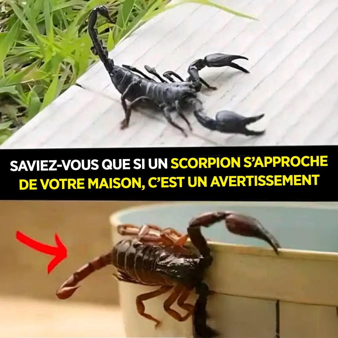 Saviez vous que si un scorpion se presente chez vous cest pour vous avertir.jpg