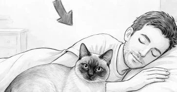 Si votre chat dort avec vous toutes les nuits voici ce que cela pourrait signifier.jpg