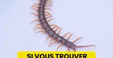 637862752 1945602653018131 3838489658270615753 n