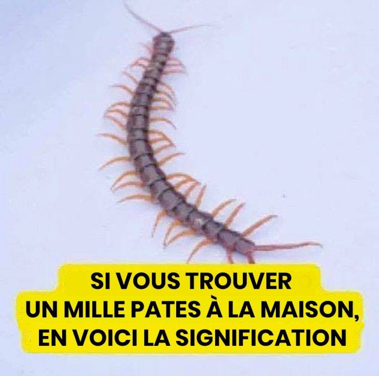 637862752 1945602653018131 3838489658270615753 n