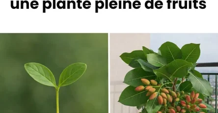 Apprenez comment faire germer et cultiver facilement des pistaches en pots.jpeg