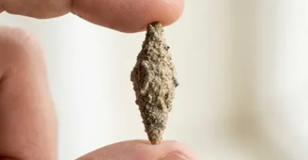 Avez vous deja vu ce papillon de nuit effrayant qui saccroche aux murs.jpg