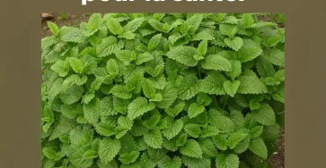 Cette plante est un tresor de la nature.jpg