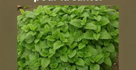 Cette plante est un tresor de la nature.jpg