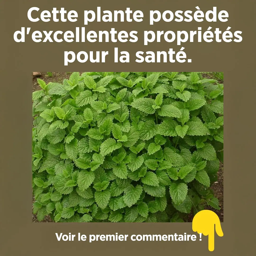 Cette plante est un tresor de la nature.jpg