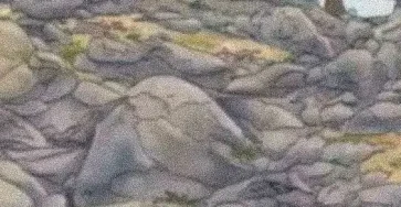 Illusion doptique deroutante saurez vous trouver le chien cache dans cette image.jpg