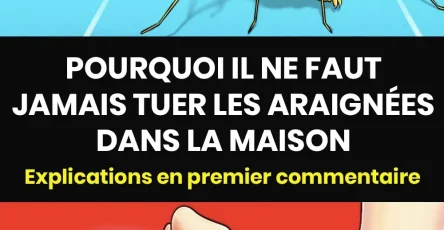 La raison pour laquelle il ne faut jamais tuer les araignees dans la maison.jpg