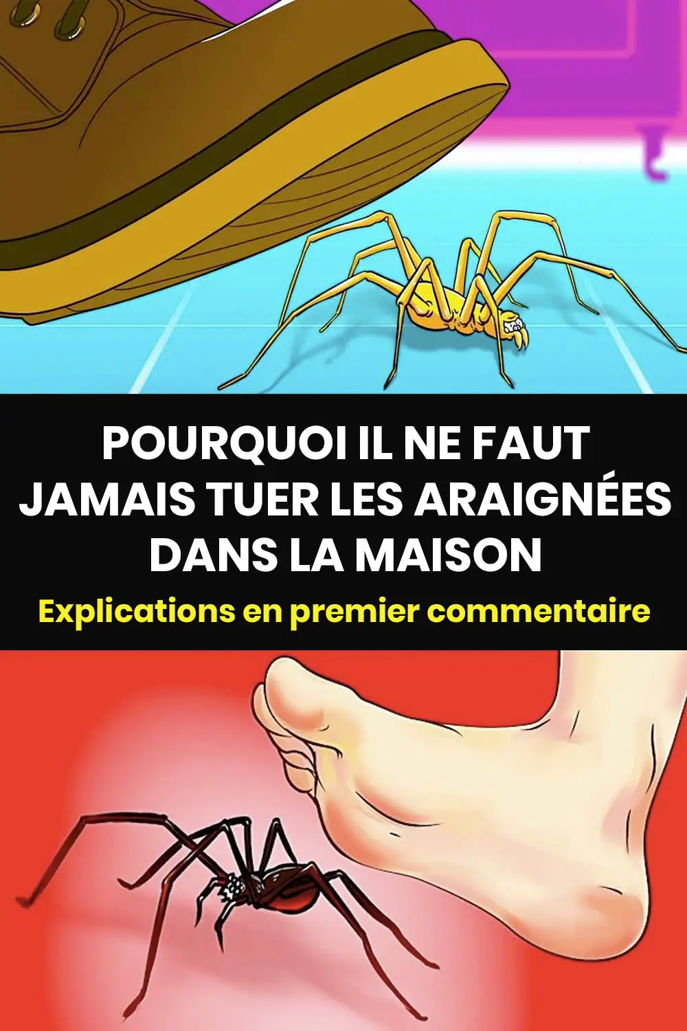 La raison pour laquelle il ne faut jamais tuer les araignees dans la maison.jpg