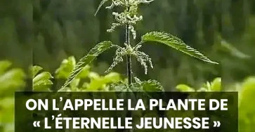 Le the de la jeunesse il regenere et nourrit vos cellules de la tete aux pieds.jpg