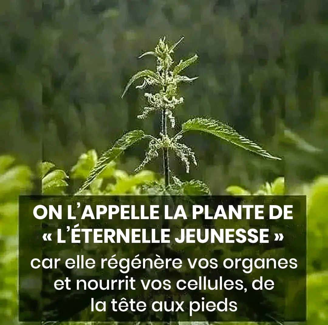 Le the de la jeunesse il regenere et nourrit vos cellules de la tete aux pieds.jpg