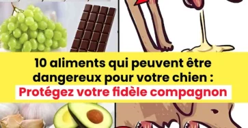 Les experts devoilent 10 aliments a risque pour les chiens – sauvegardez la sante de vos animaux 1024x1024.jpg