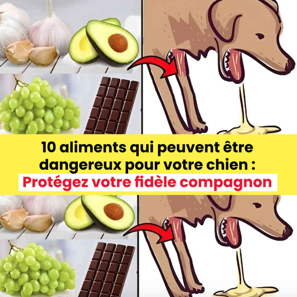 Les experts devoilent 10 aliments a risque pour les chiens – sauvegardez la sante de vos animaux 1024x1024.jpg