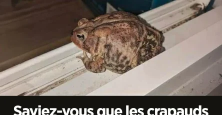 Lorsque les crapauds viennent chez vous en voici la signification.jpg