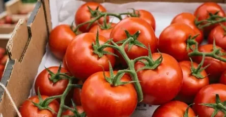 Manger des tomates quels bienfaits.jpg