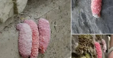 Mefiez vous des petits oeufs roses sur les murs.jpg