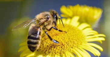 Que signifie la presence dabeilles dans votre maison 1200x630.jpg