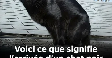 Que signifie reellement lapparition dun chat noir.jpg