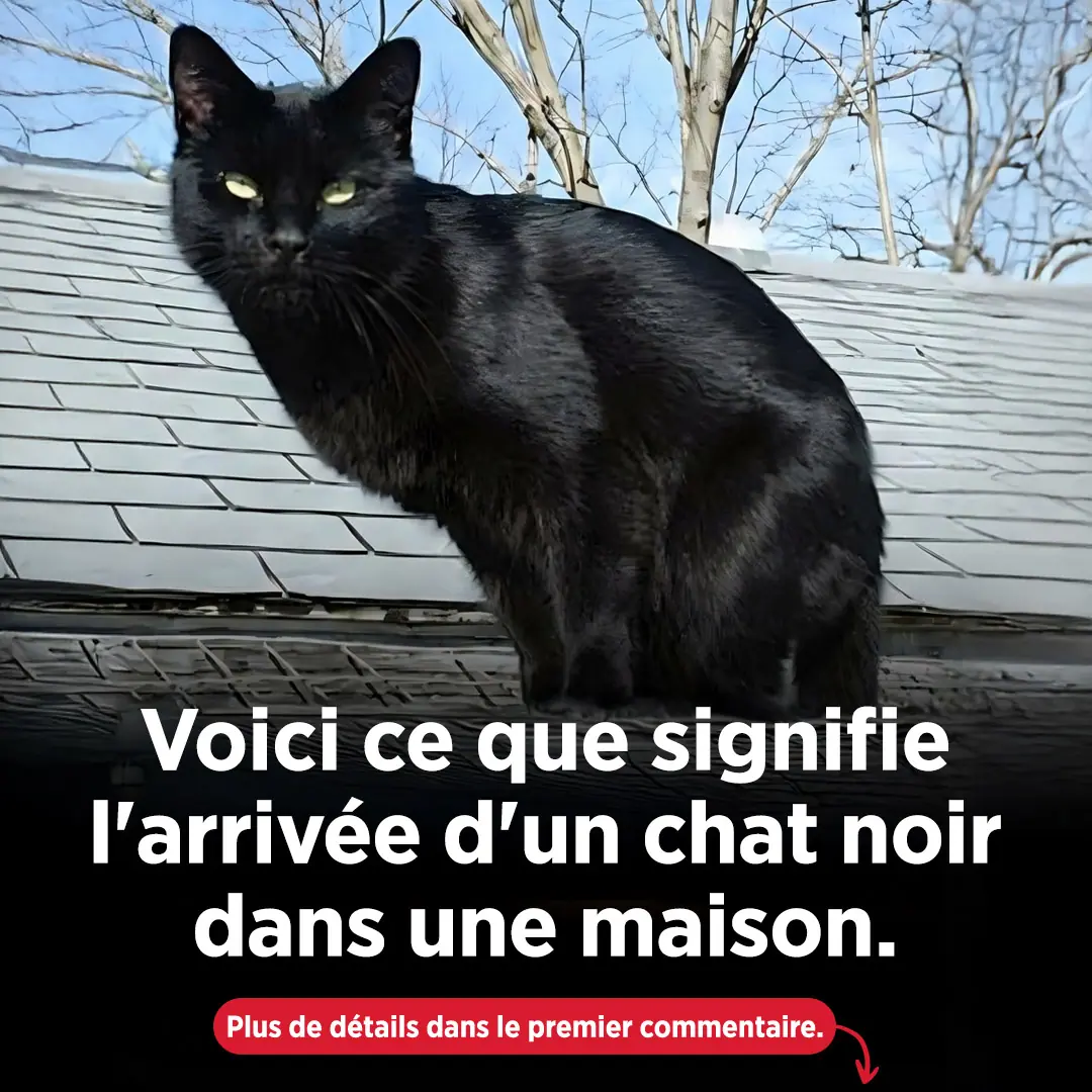 Que signifie reellement lapparition dun chat noir.jpg