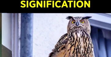 Savez vous ce que signifie lapparition dun hibou pres de chez vous.jpg