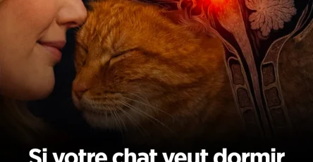 Si votre chat veut dormir dans votre lit la raison pourrait vous surprendre 1.jpg
