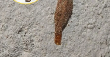 Si vous avez ces insectes sur les murs de votre maison en voici la signification.jpeg