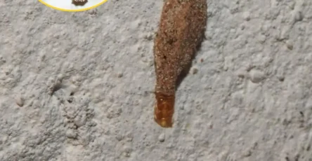 Si vous avez ces insectes sur les murs de votre maison en voici la signification.jpeg