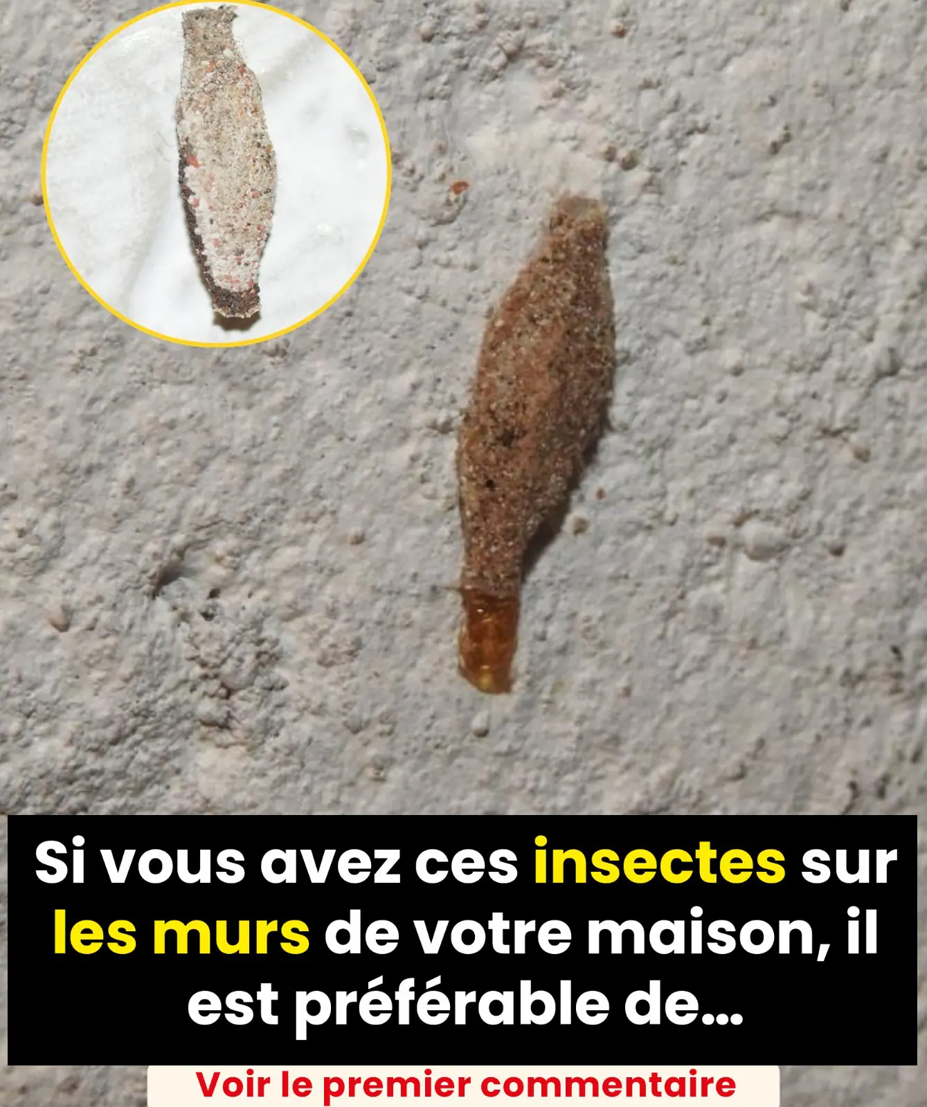 Si vous avez ces insectes sur les murs de votre maison en voici la signification.jpeg