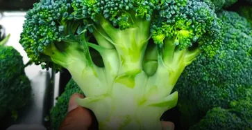 Tous les bienfaits du brocoli et comment en tirer le meilleur parti.jpg