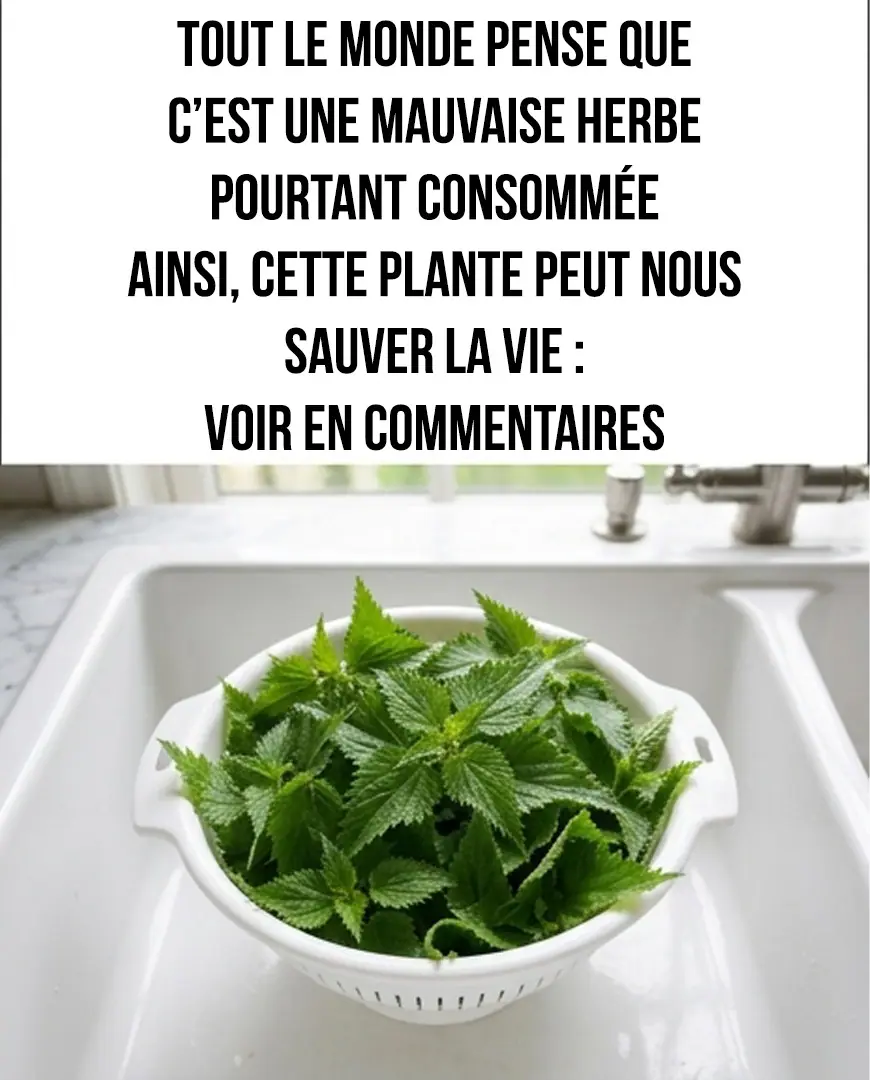 Tout le monde arrache cette plante la prenant pour une mauvaise herbe voici tous ses bienfaits.jpeg