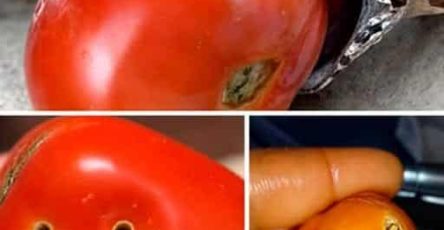 Vous avez trouve un trou dans votre tomate voici ce que cela signifie reellement et ce que vous devez faire