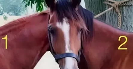 A qui appartient la tete de ce cheval 1.jpg