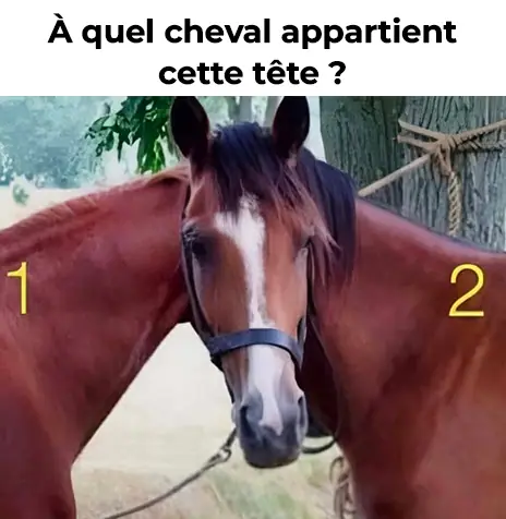 A qui appartient la tete de ce cheval 1.jpg