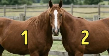 A qui appartient la tete de ce cheval 2.jpg