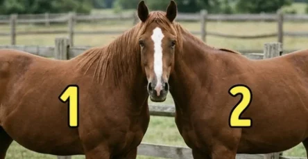 A qui appartient la tete de ce cheval 2.jpg