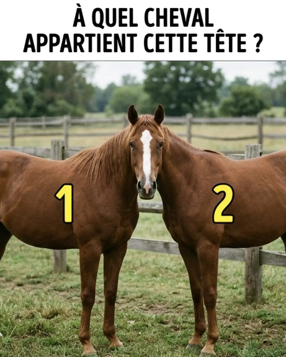 A qui appartient la tete de ce cheval 2.jpg
