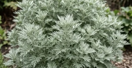 Absinthe bienfaits contre indications et mode demploi 1.jpg