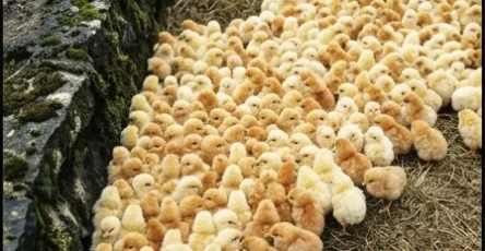 Au cours dune promenade en foret jai remarque detranges petites boules jaunes qui ressemblaient a des champignons.jpg