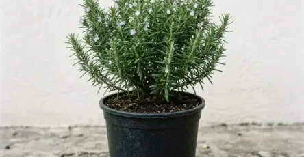 Buvez une infusion de romarin a jeun et voyez les bienfaits sur la sante.jpg