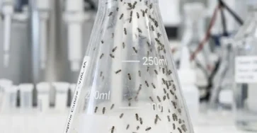 Comment se debarrasser des moucherons dans la cuisine.jpg