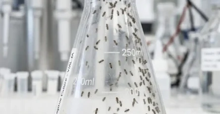 Comment se debarrasser des moucherons dans la cuisine.jpg