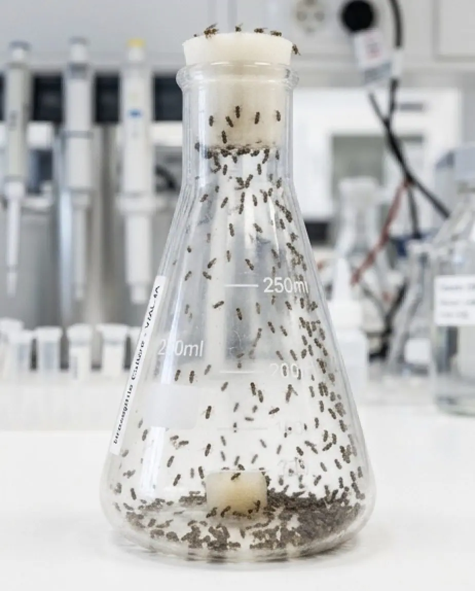 Comment se debarrasser des moucherons dans la cuisine.jpg