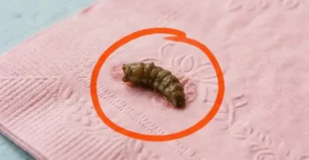 Je suis tombe sur ca dans la salle de bain de ma copine et je le fixe depuis une heure je nai toujours aucune idee de ce que cest cense etre.jpg