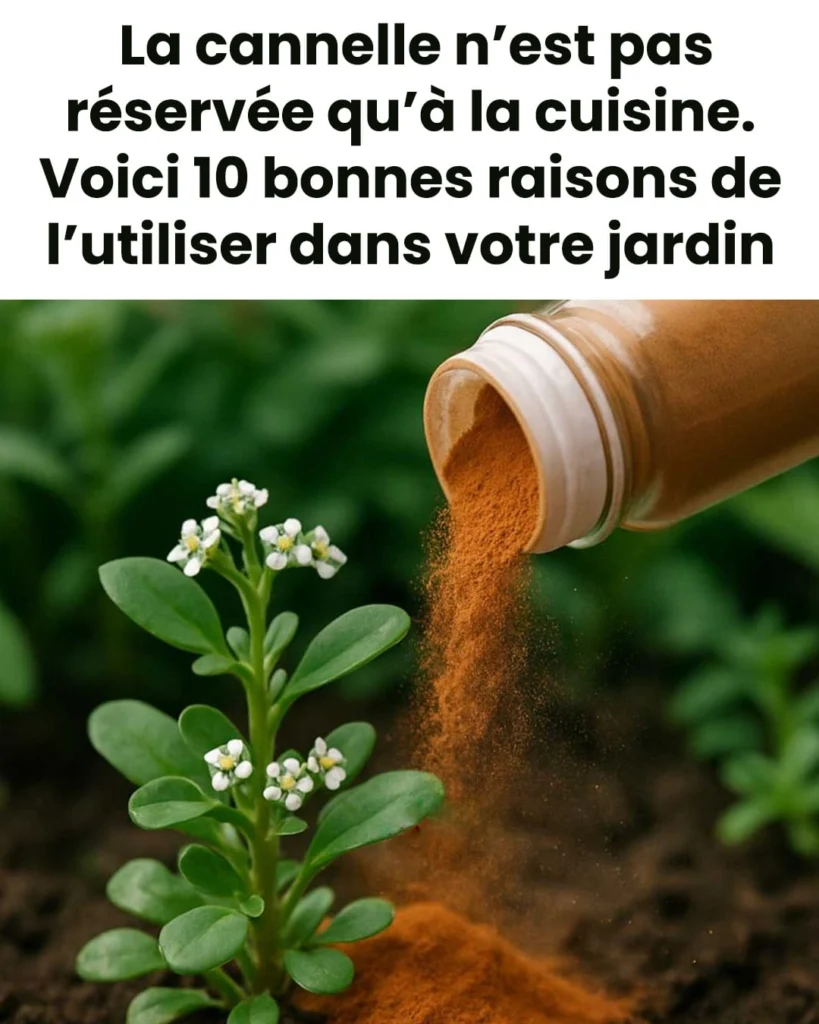 La cannelle nest pas reservee qua la cuisine voici 10 raisons dutiliser la cannelle dans votre jardin 819x1024.jpg
