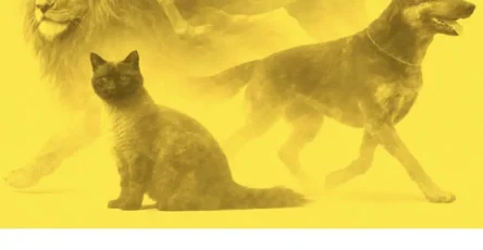 Le test de carl jung lanimal que vous voyez en premier revelera votre personnalite cachee.jpg