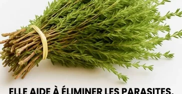 Le thym petite plante mais grand remede protege naturellement le corps contre les virus les parasites et linflammation.jpg