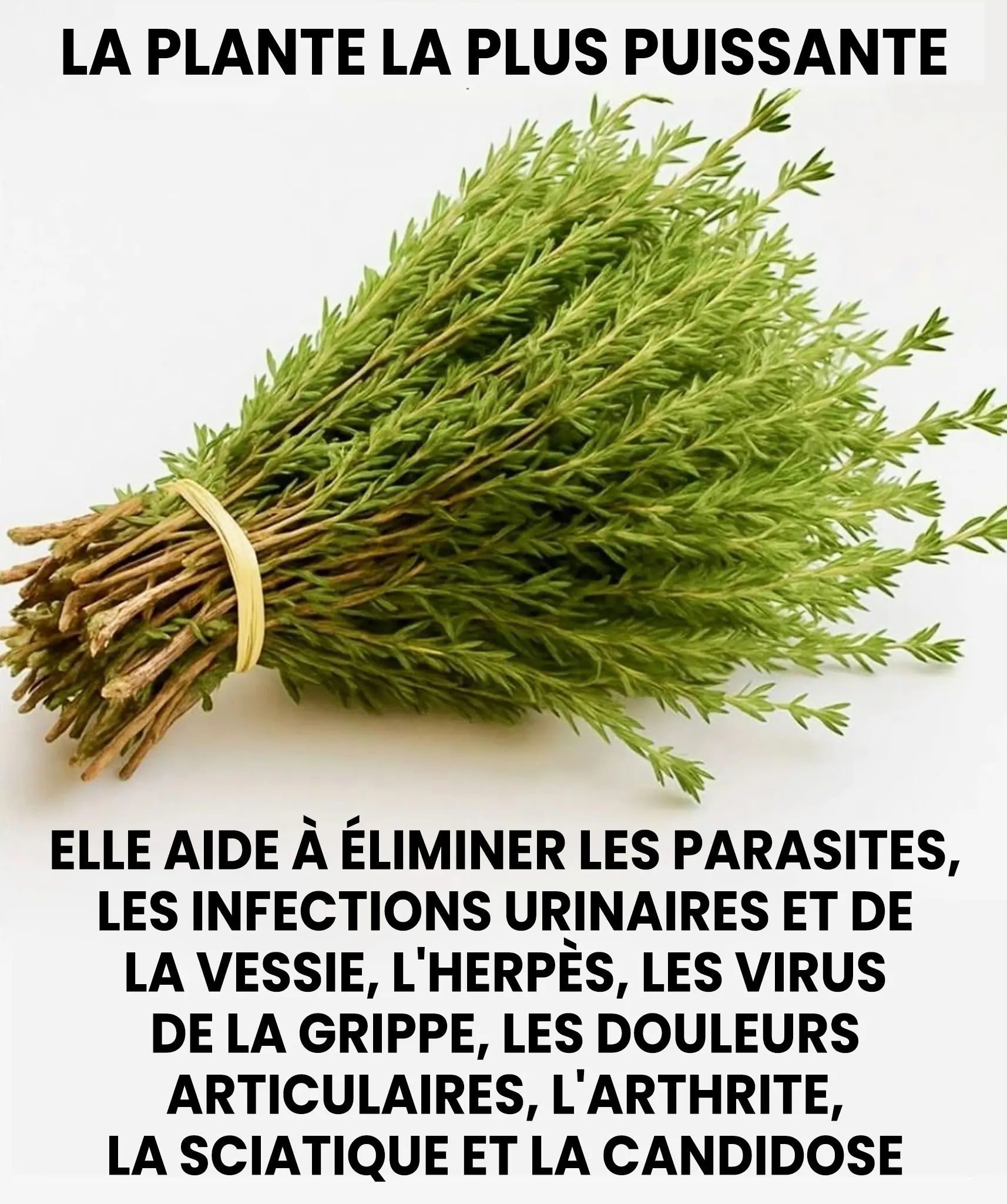 Le thym petite plante mais grand remede protege naturellement le corps contre les virus les parasites et linflammation.jpg