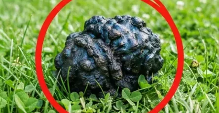 Mon chien sest immobilise dans lherbe et sest mis a renifler.jpg