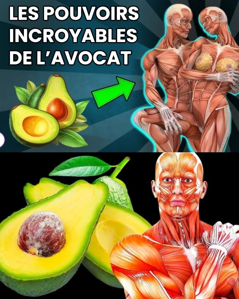 Ne mangez pas davocat avant de connaitre ces 9 informations essentielles 819x1024.jpg